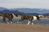 AMSTAFF ADULT 258